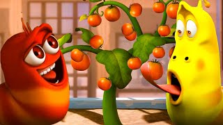 Larva harvests tomatoes 🦗 Larva Island🌷Larva Terbaru 2022🌴 Cartoon Box 🍉Larva Tuba Show