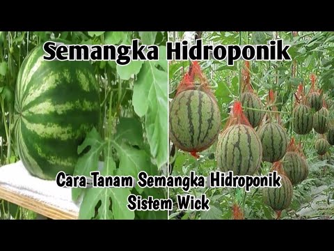 Hidroponik,Semangka Hidroponik,Semangka Hidroponik sistem wick