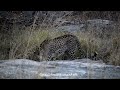 Out for an Evening-Walk! Leopard at Panna Tiger Reserve.