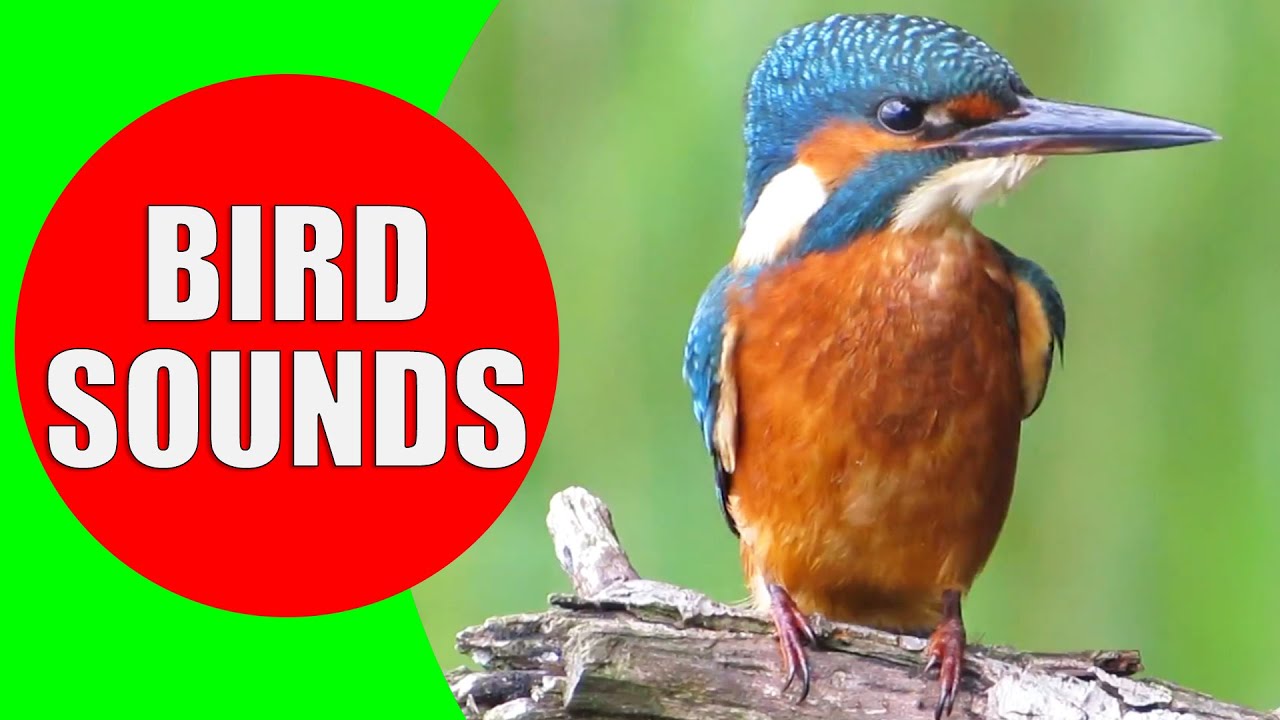 Bird sounds for kids - PART 1 - Bird Identification: Children Learn Common  City Birds and Fowls