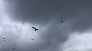 Kadıköyde Martı Sürüleri