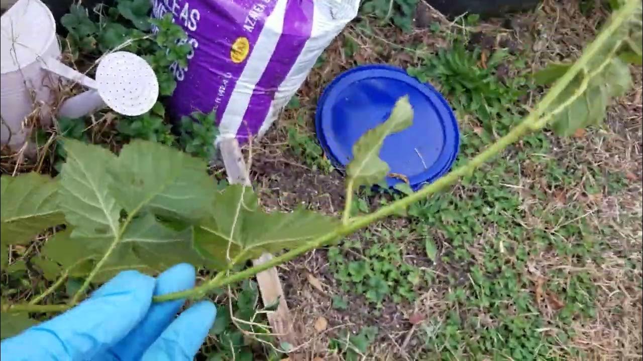 BlackBerry vs Boysenberry plants, what's the difference? YouTube