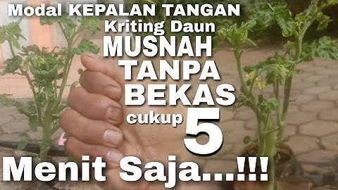 CUKUP 5 MENIT‼️KRITING DAUN MUSNAH TAK BERBEKAS MODAL KEPALAN TANGAN SAJA
