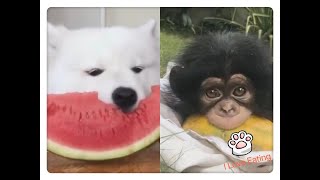 Animals Love Eat🍜🍜🍜Funniest compilation--Dec.16 2020