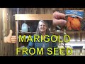 How to Grow Marigold from Seed to Planting in the Garden