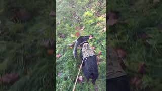 Patterdale Taking The Polecat Some Dinner .