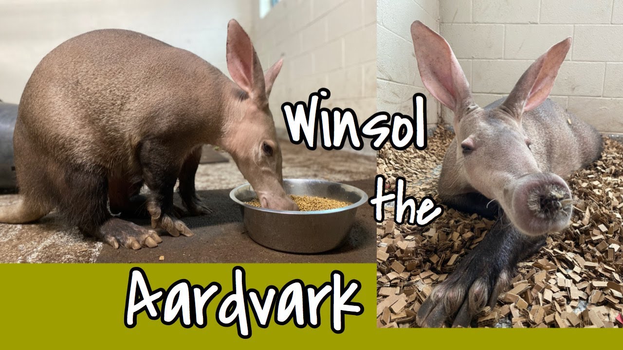 What's an Aardvark?! | WINSOL the Aardvark - YouTube