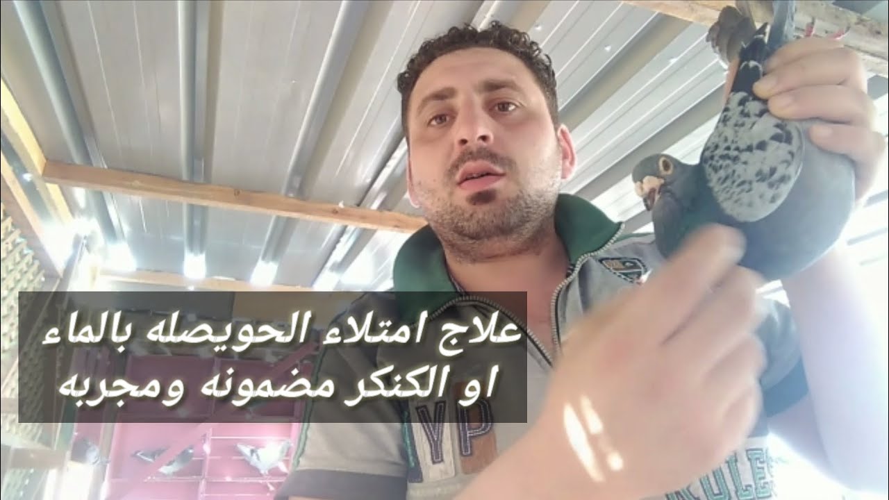 علاج امتلاء حويصله الحمام بالماء والهواء او علاج الكنكر