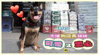 【Kakato 特約 寵物店長之日常】唐狗可愛又忠心  大埔妹妹傳承狗店長遺志