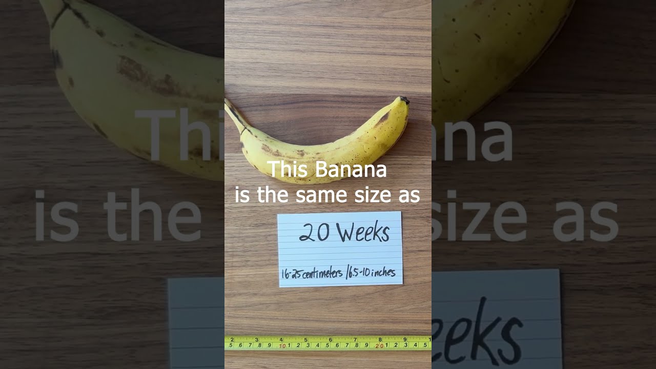20 Weeks Pregnant Baby Size