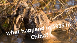 What happend in 1935 in CHINA?