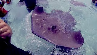 STINGRAY CITY! Swimming with Stingrays in the Cayman Islands (Part 2)