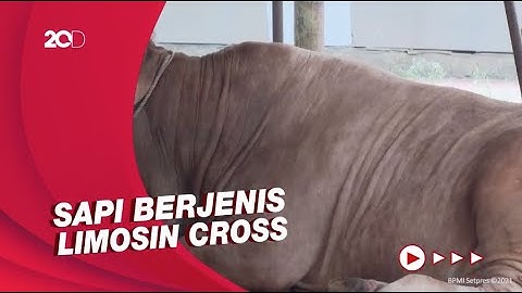 Presiden Jokowi Serahkan Sapi Kurban 1,2 Ton di Masjid Istiqlal