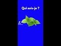 Ortie  une plante aux nombreux bienfaits 