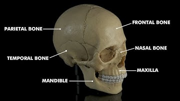 Human skull anatomy & Physiology: 3d animation