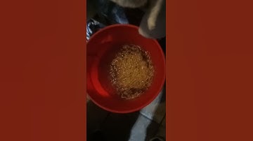Easy mushroom growing oat grain spawn preparation method 2 steep tek Part 4