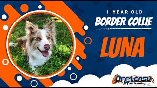 Best Border Collie Dog Training | Santa Cruz | Luna