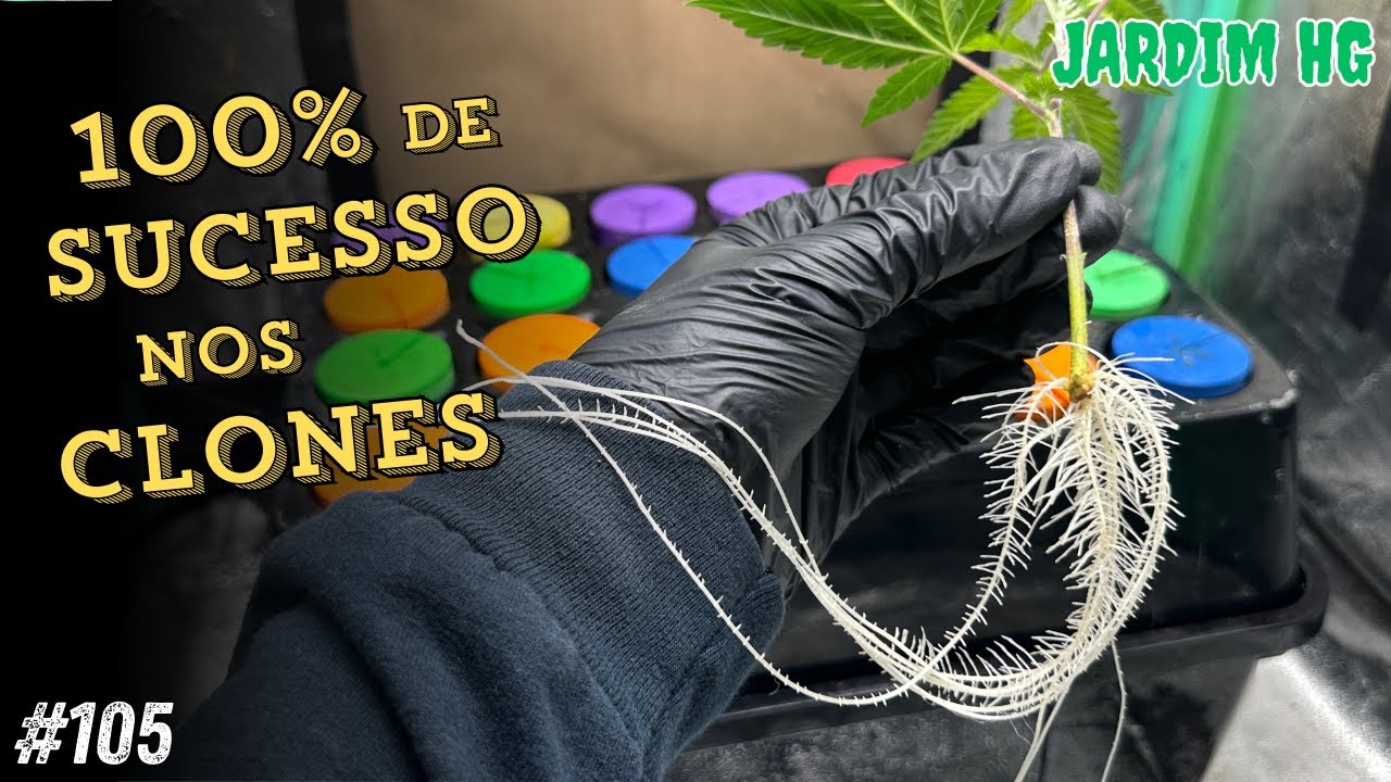 AEROCLONADORA: O Melhor Método para Clonar Cannabis com Sucesso