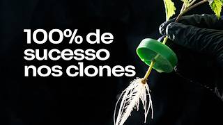 How to Clone with a High Rooting Rate for Indoor Growing