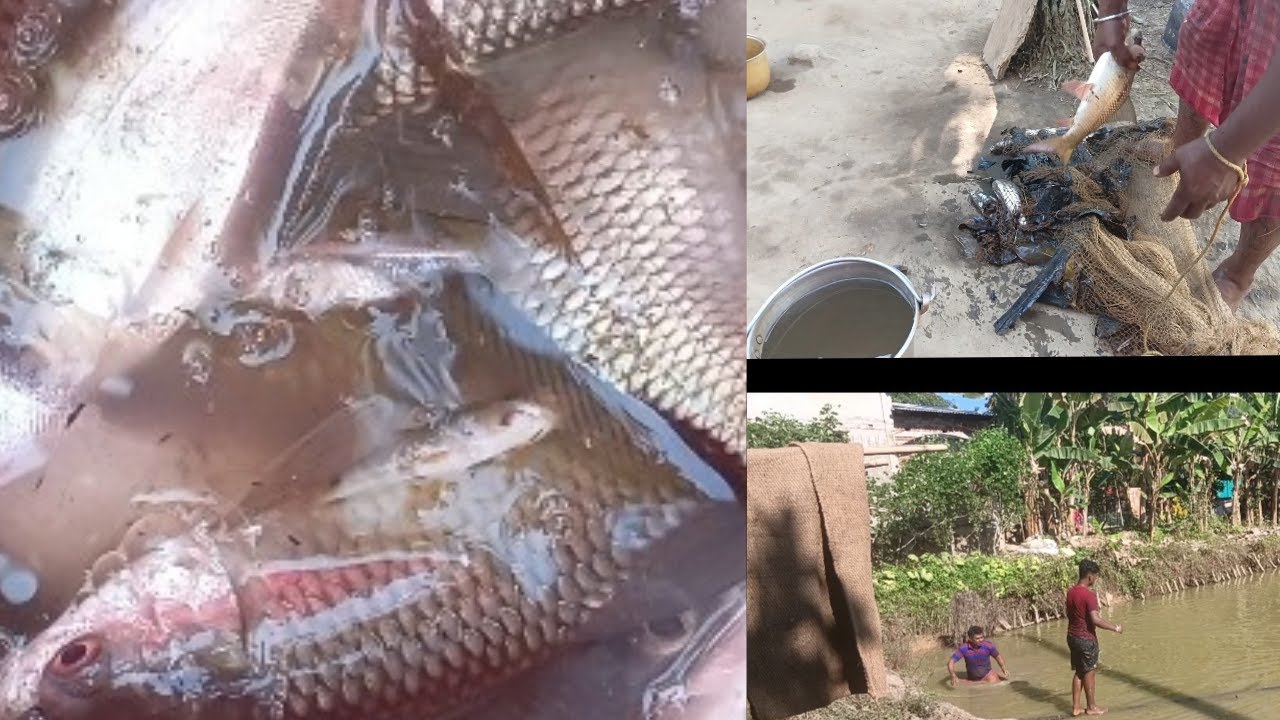Fishing in my village| Catching fish for sankranti | Fish cutting | 