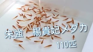 朱強楊貴妃めだか　110匹　今年生まれのＭサイズ　赤が濃いメダカですJapanese　killifish