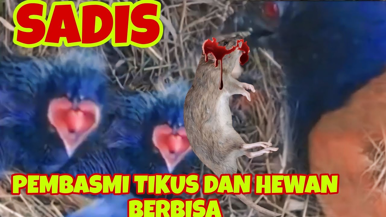 ANAK BURUNG RAKUS YANG TAK PERNAH KENYANG PEMBASMI TIKUS,ULAR DAN LIPAN ...