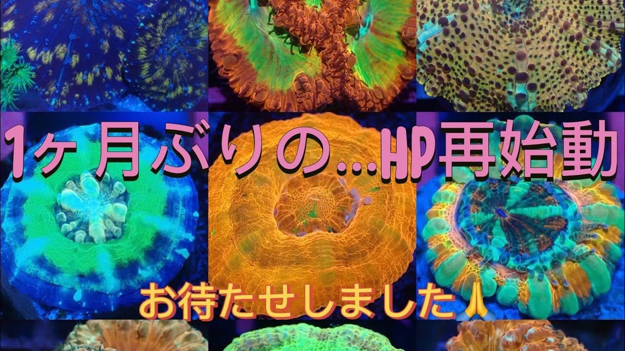 1ヶ月ぶりの…HP再始動 - YouTube