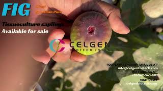 Brazilian Pink Fig Plants and tissueculture Saplings Available for Purchase  figs  plants fruit