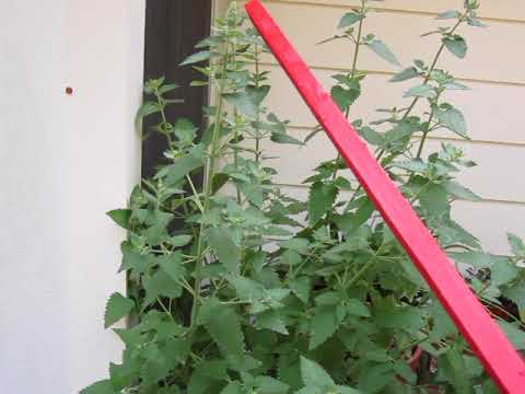 LITFM Garden Shorts - Take a dip In the Nip LITFM Garden Shorts - Take a dip In the Nip