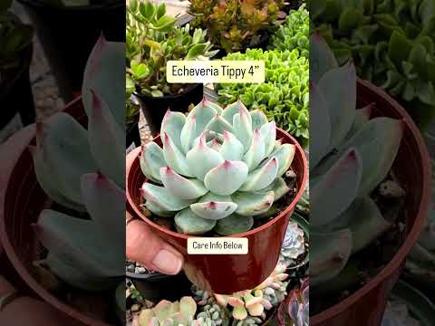 Video: Paun Echeveria Info: Saznajte više o Peacock Echeveria Succulent Care