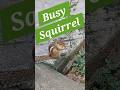 Busy Squirrel, eating food, #omnivores #Squirrel #Squirrelfood #seeds #nuts #earthworm #insects