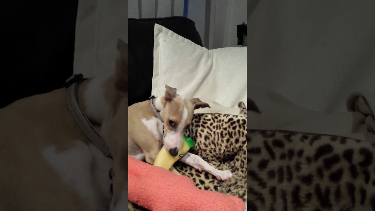 Italian greyhound puppy howling YouTube