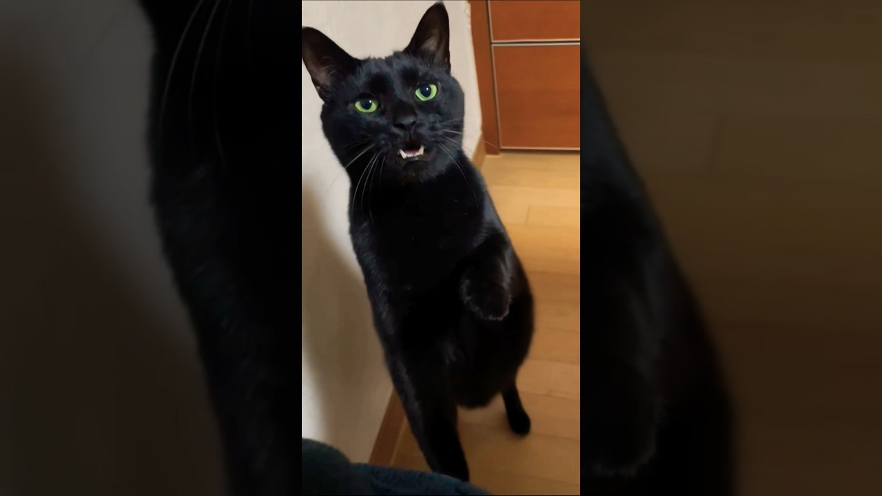Playful Cat Meowing 😹💖 You Won’t Stop Laughing! 