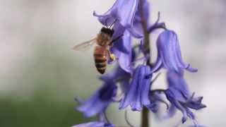 Alan Watts - Your life as a manifestation of the divine @alwaysinthenow