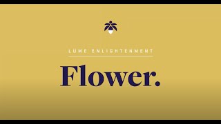Lume Enlightenment | Flower