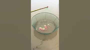 Lưới câu cá gấp gọn siêu dính cá, câu cá rô phi, diếc ao hồ tự nhiên #1k  #fishing #shorts