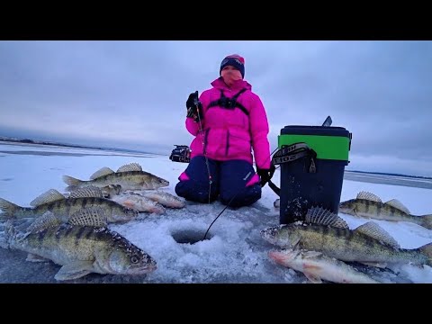 FIRST ICE! THERE'S A CROWD OF 300 PEOPLE HERE CATCHING PIKE-PERCH! FIRST ICE FISHING