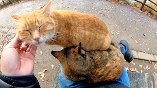 Two cats warm each other on a human's lap