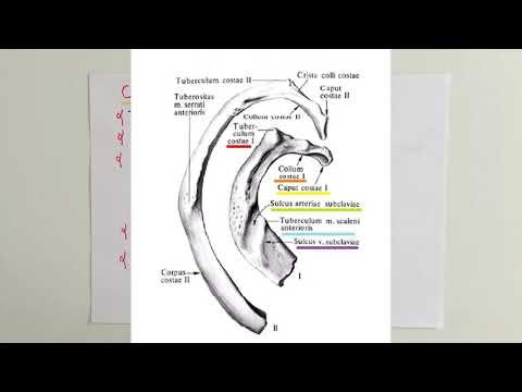 Video: Anatomide indeksler ne anlama geliyor?