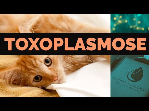 Vídeo: Os Gatos São Vacinados Contra A Toxoplasmose?