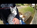 膝の上を独り占めしたいサバシロ猫が三毛猫と大喧嘩！