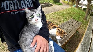 Cats fight because they want to ride on human knees