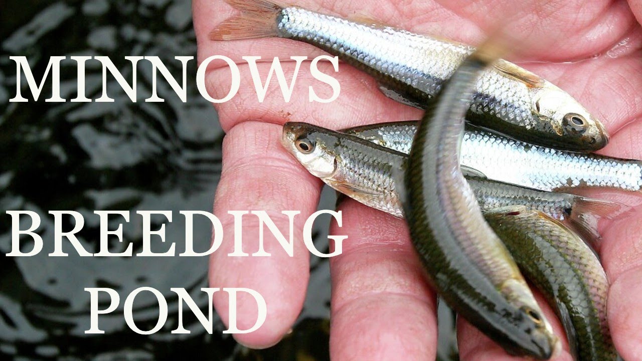 Minnow Breeding Pond and Stocking a Bass Pond with Minnows. ( Life