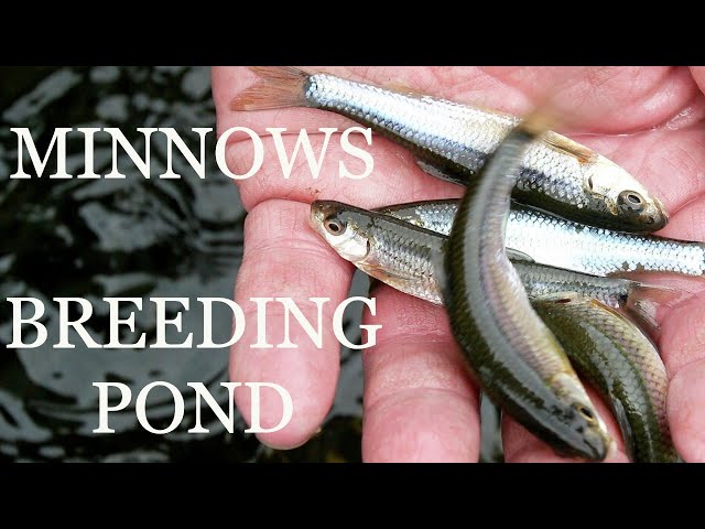 Minnow Breeding Pond and Stocking a Bass Pond with Minnows. ( Life in  France ) 