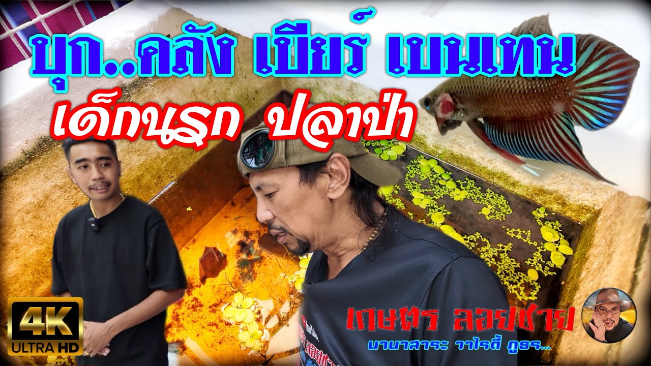 เบียร์เบนเทน ปลาป่า  @เกษตรลอยชาย