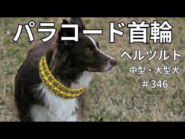 Paracord Braided Dog/Cat Collar] #346 