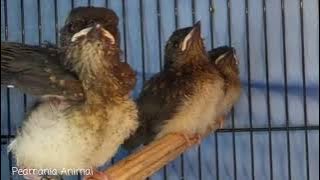 suara anakan burung murai ekor panjang umur 2 minggu