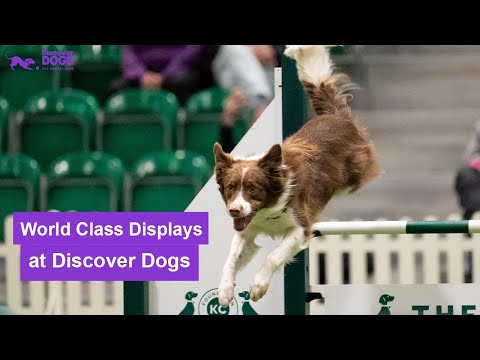 Videó: Fedezze fel kutyáját az összes ünnepi ünnepségen, ezekkel a kutyákkal