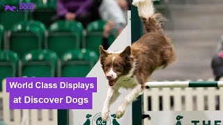 Are you ready to see world class dog displays in London? | Discover Dogs by The Kennel Club 1,358 views 1 year ago 34 seconds