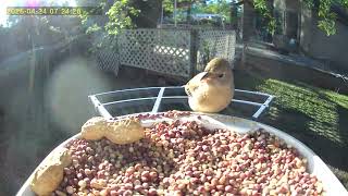 Male and female at separate feeders, Lazuli Bunting.